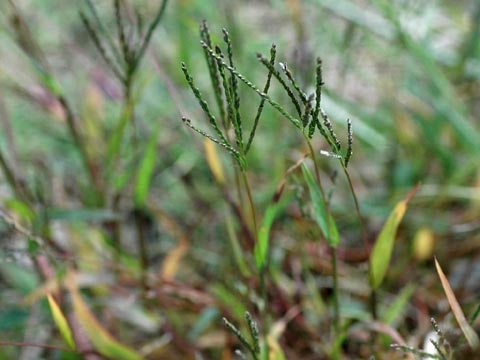 �A�L���q�V�o