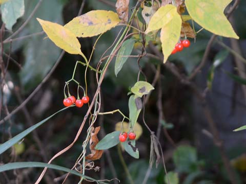 �}���o�m�z���V